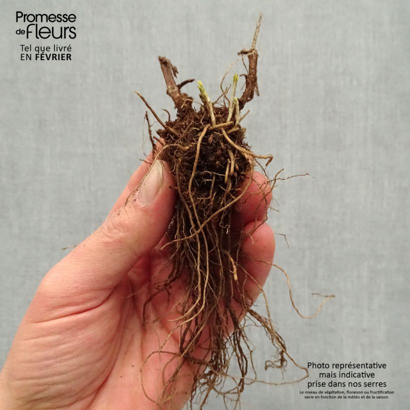 Spécimen de Veronica longifolia First Glory - Véronique à longues feuilles Racines nues, Qualité premium tel que livré en hiver