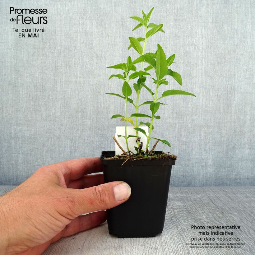 Spécimen de Veronica longifolia First Lady - Véronique à longues feuilles Godet de 8/9 cm tel que livré au printemps