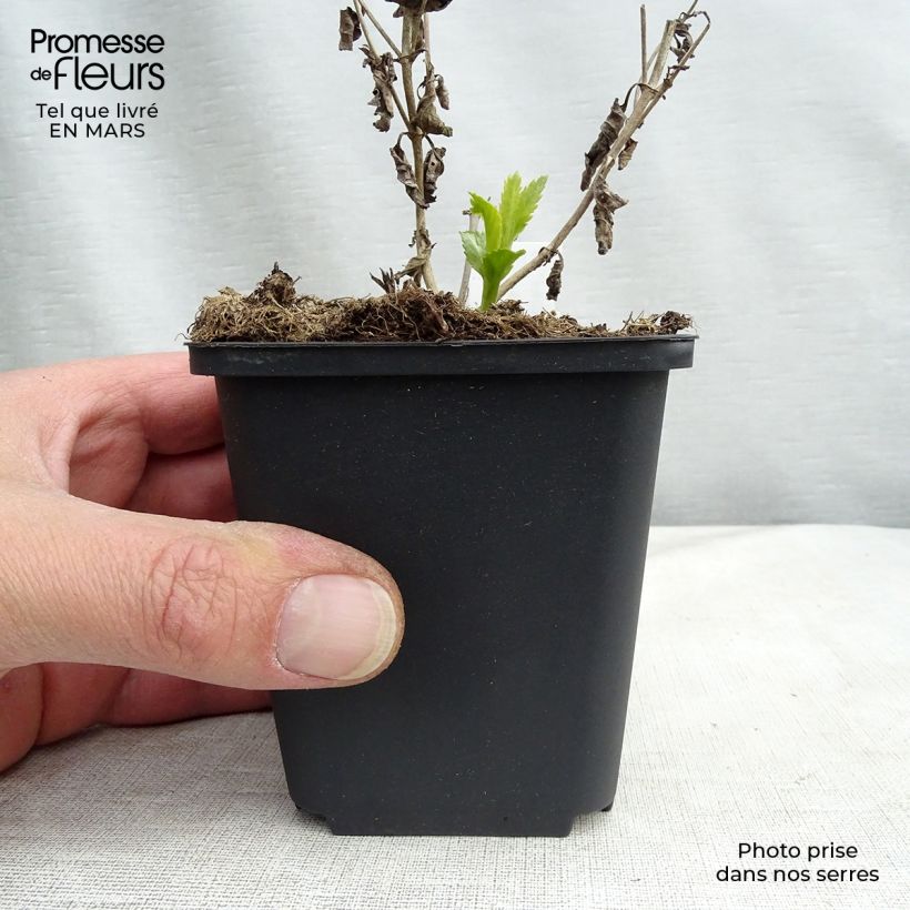 Spécimen de Veronica longifolia Lila Karina - Véronique à longues feuilles Godet de 8/9 cm tel que livré au printemps