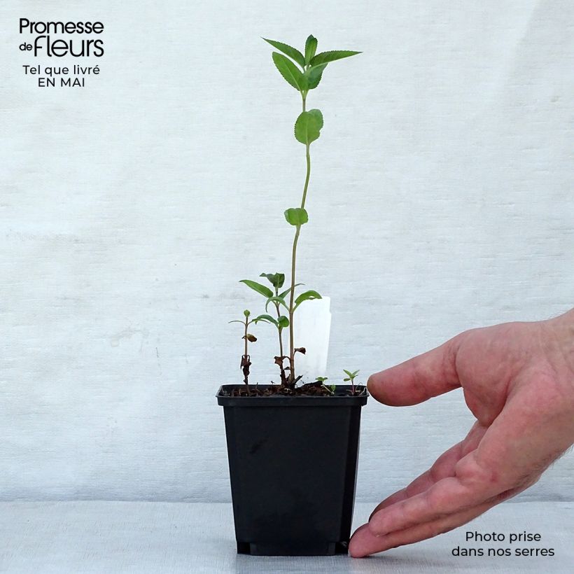 Spécimen de Veronica longifolia Marietta - Véronique à grandes feuilles Godet de 8/9 cm tel que livré au printemps