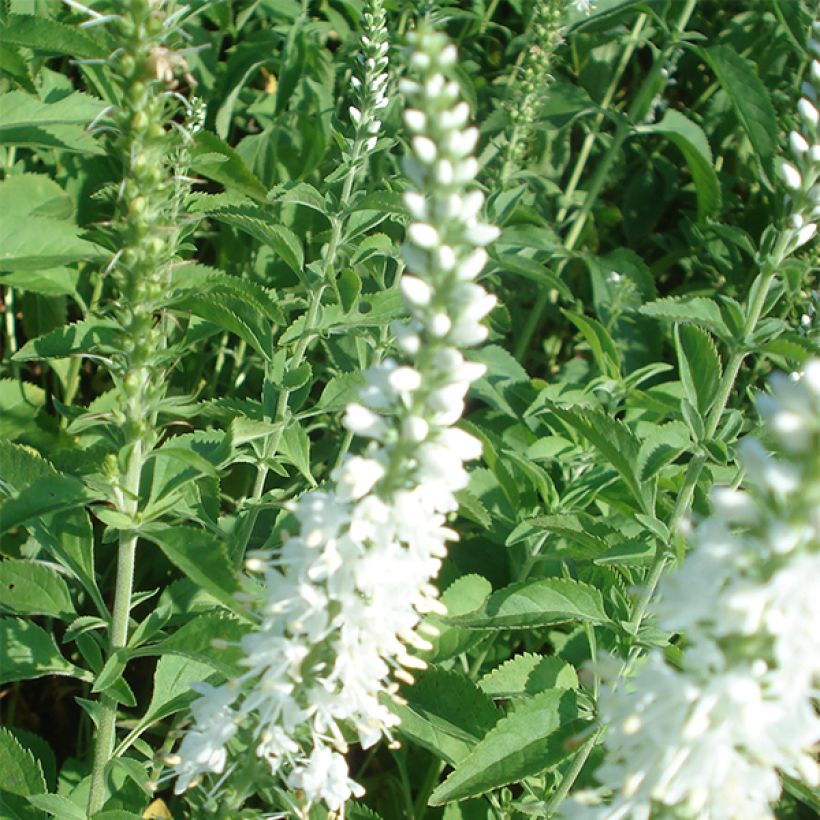 Veronica longifolia Schneeriesin - Véronique blanche à longues feuilles (Flowering)