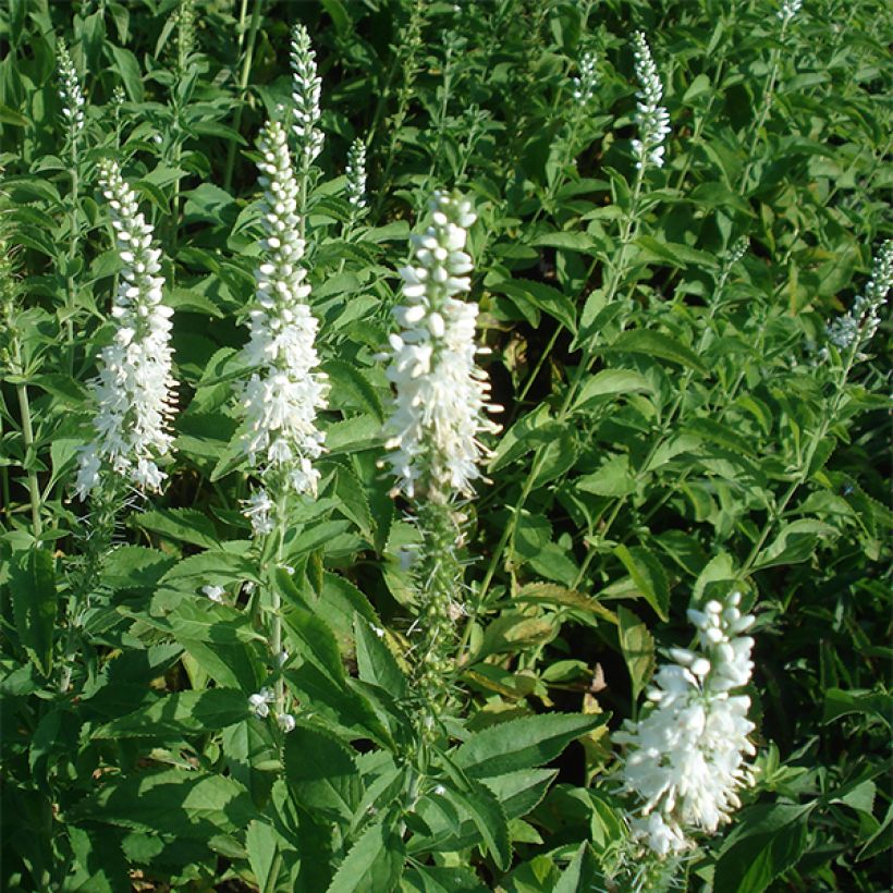 Veronica longifolia Schneeriesin - Véronique blanche à longues feuilles (Plant habit)