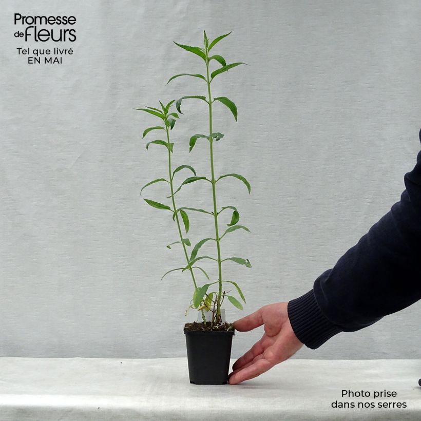 Example of Veronica longifolia Schneeriesin - Véronique blanche à longues feuilles Godet de 8/9 cm as you get in printemps