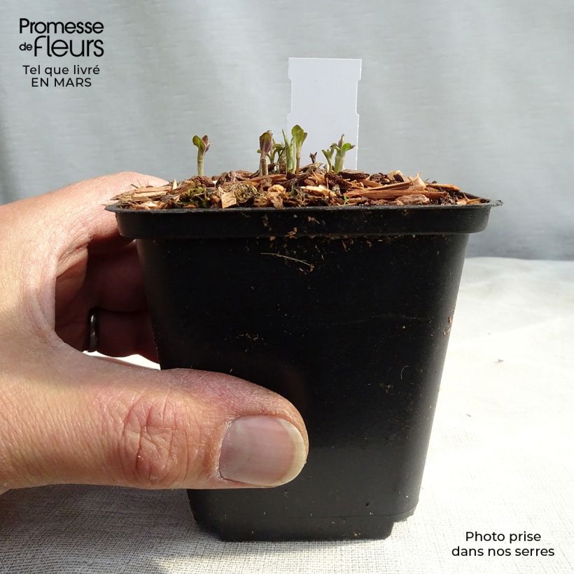 Example of Veronica longifolia - Véronique à longues feuilles Godet de 8/9 cm as you get in printemps