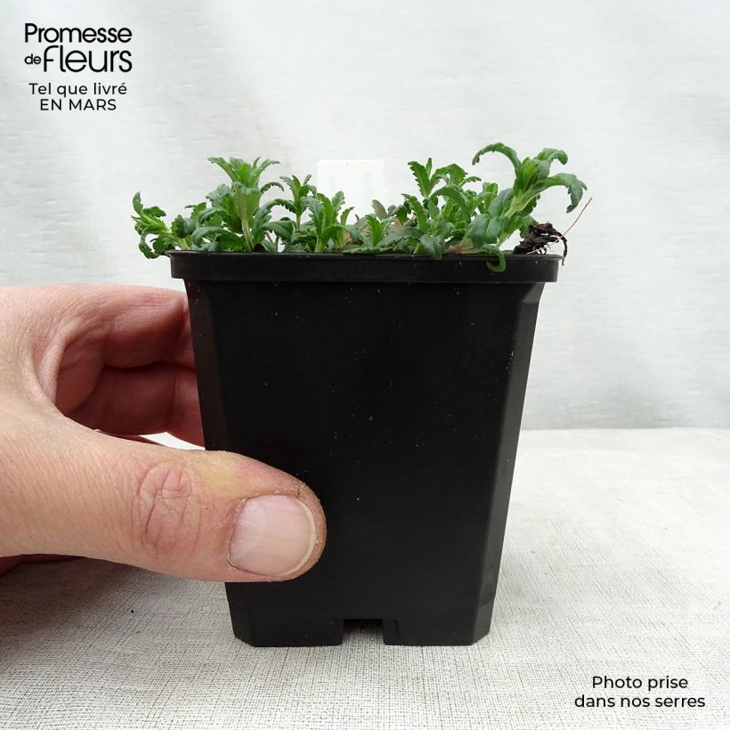 Spécimen de Veronica prostrata - Véronique couchée Godet de 8/9 cm tel que livré au printemps