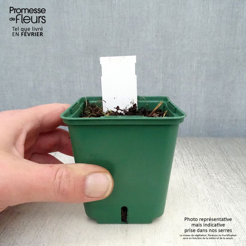 Spécimen de Veronica repens Sunshine - Véronique rampante. Godet de 8/9 cm tel que livré en hiver