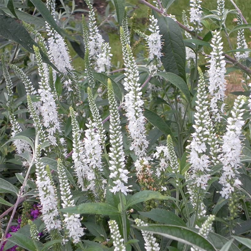 Veronica spicata Alba - Véronique en épis blanche (Floraison)