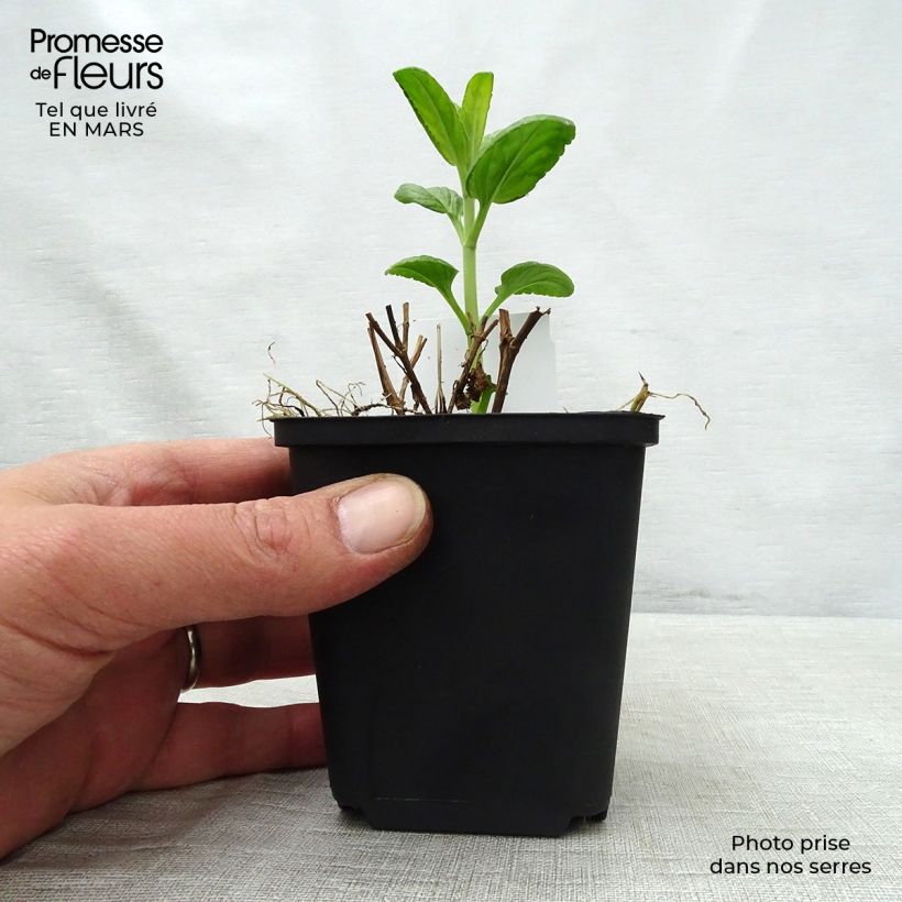 Spécimen de Veronica spicata Alba - Véronique en épis blanche Godet de 8/9 cm tel que livré au printemps