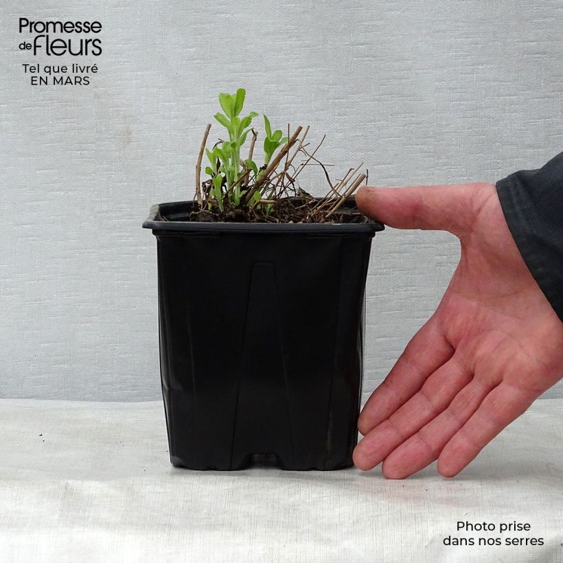 Spécimen de Veronica spicata Alba - Véronique en épis blanche Pot de 2L/3L tel que livré au printemps