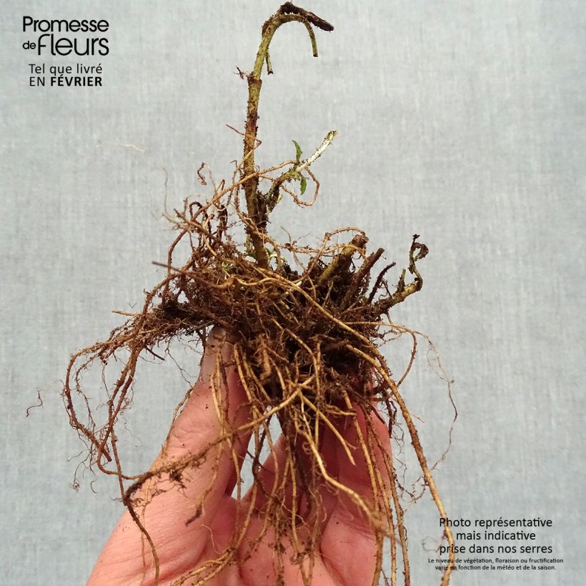 Spécimen de Veronica spicata Baby Blue - Véronique en épis Racines nues, Qualité premium tel que livré en hiver