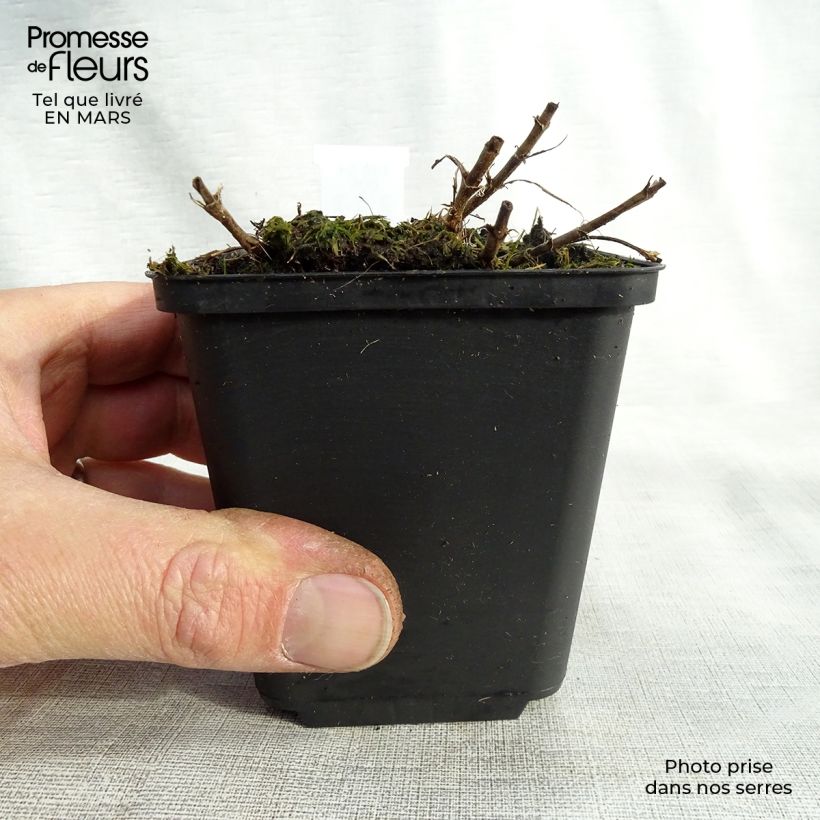 Example of Veronica spicata Barcarolle - Véronique en épi Barcarolle Godet de 8/9 cm as you get in printemps