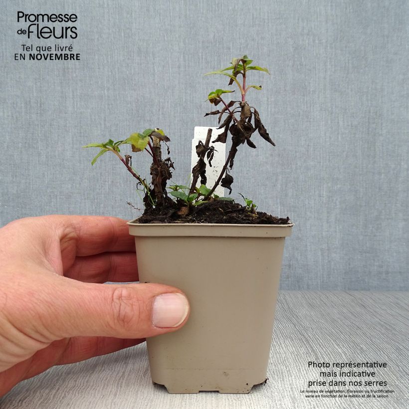 Spécimen de Veronica spicata Blue Candles - Véronique en épis Godet de 8/9 cm tel que livré en automne