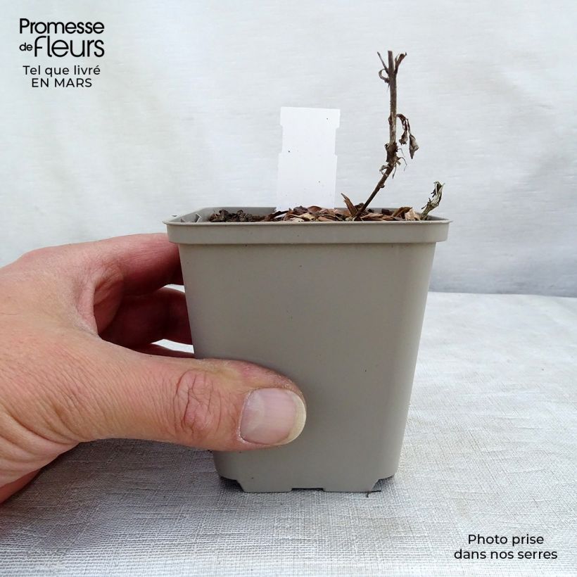 Spécimen de Veronica spicata Bubblegum Candles - Véronique en épis Godet de 8/9 cm tel que livré au printemps