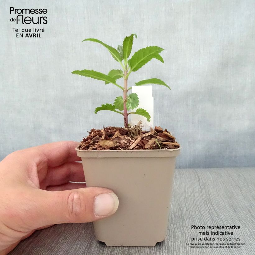 Spécimen de Veronica spicata First Love - Véronique Godet de 8/9 cm tel que livré au printemps