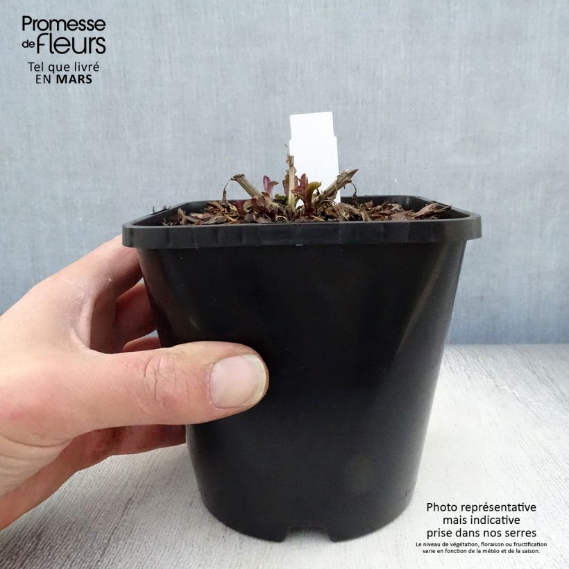 Spécimen de Veronica spicata First Love - Véronique Pot de 1,5L/2L tel que livré au printemps