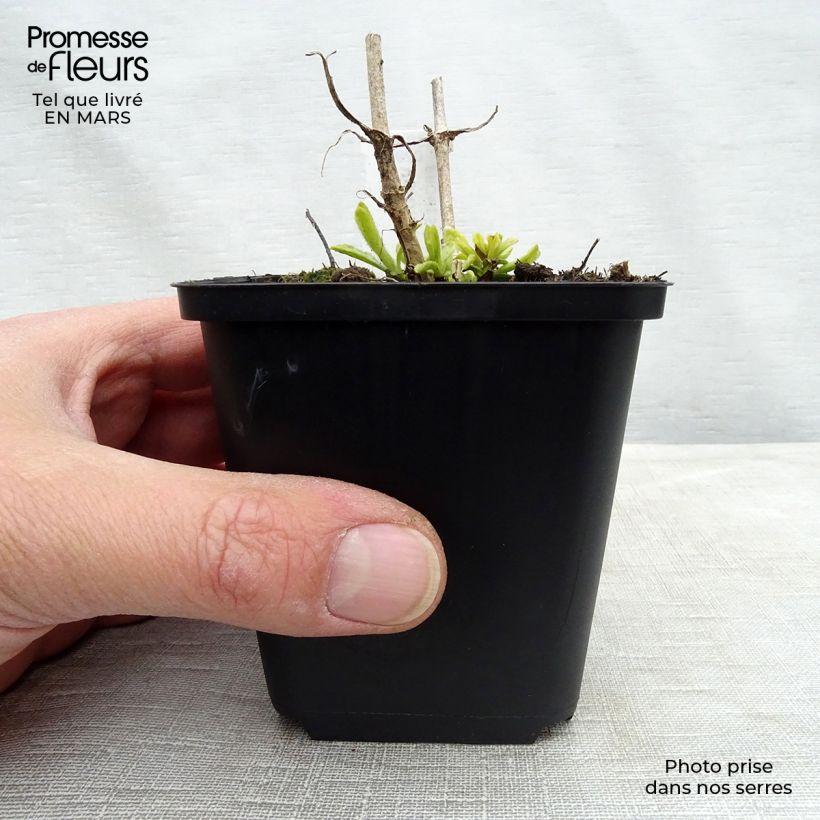 Example of Veronica spicata Icicle - Véronique en épis Icicle Godet de 8/9 cm as you get in printemps