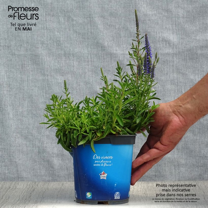 Spécimen de Veronica spicata Nana Blue - Véronique en épis Pot de 2L/3L tel que livré au printemps