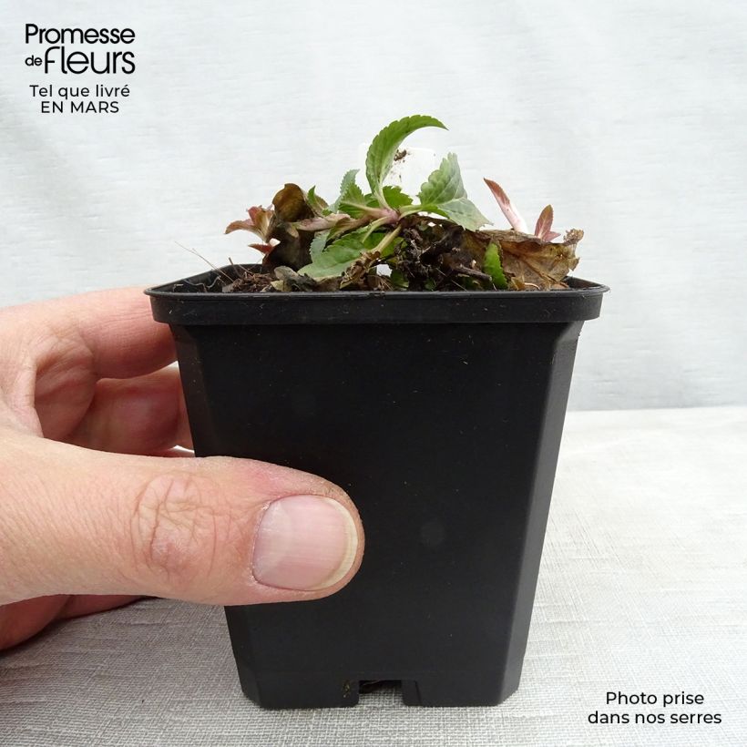 Spécimen de Veronica spicata Royal Candles - Véronique en épis Godet de 8/9 cm tel que livré au printemps