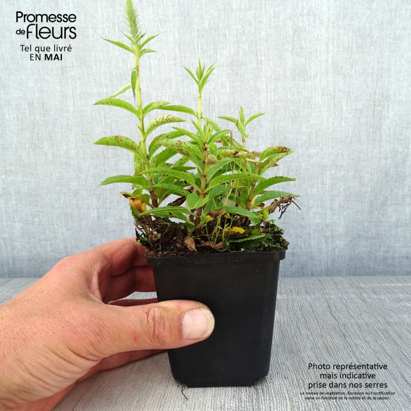 Example of Veronica spicata Ulster Dwarf Blue - Véronique en épis Godet de 8/9 cm as you get in printemps