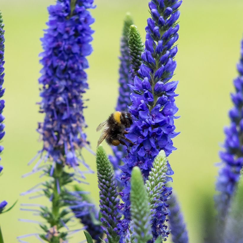 Veronica spicata Ulster Dwarf Blue - Véronique en épis (Flowering)