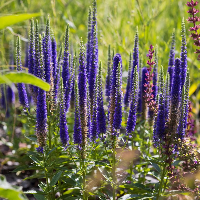 Veronica spicata Ulster Dwarf Blue - Véronique en épis (Plant habit)