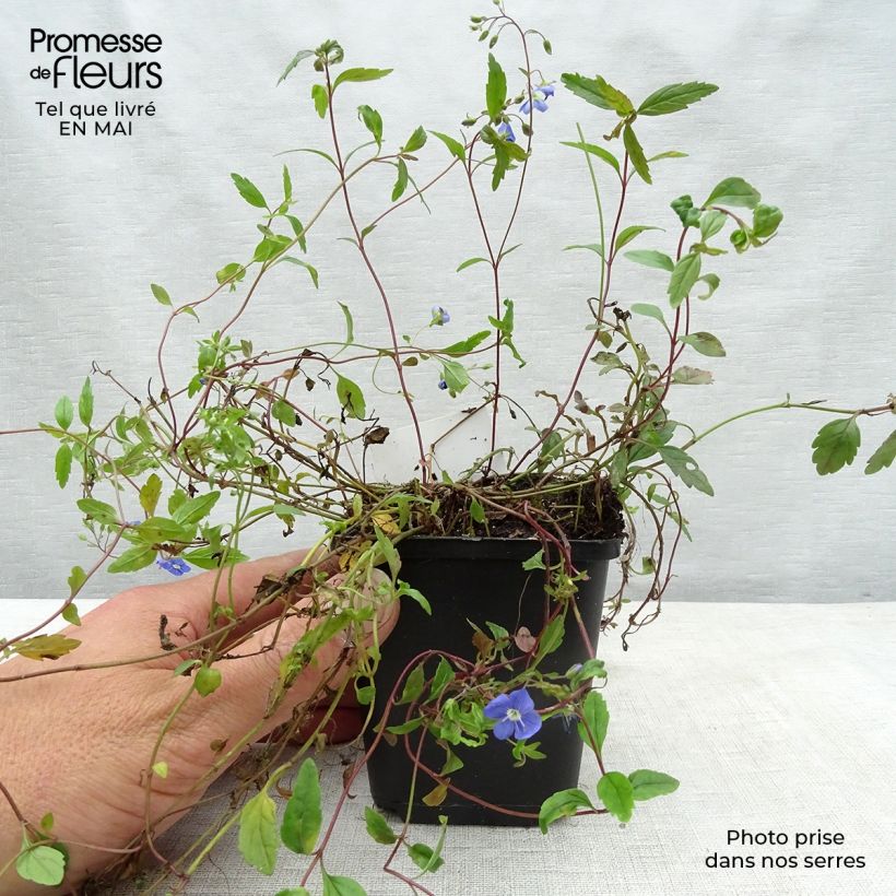 Spécimen de Veronica umbrosa Georgia Blue - Véronique rampante Godet de 8/9 cm tel que livré au printemps