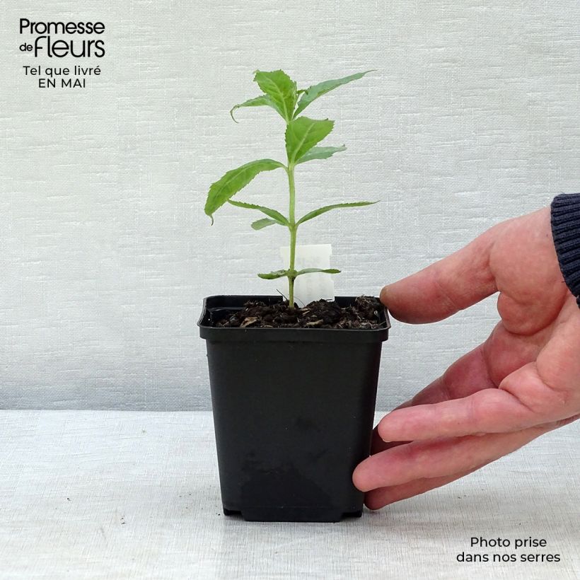 Example of Veronicastrum sibiricum - Véronique de Sibérie Godet de 8/9 cm as you get in printemps