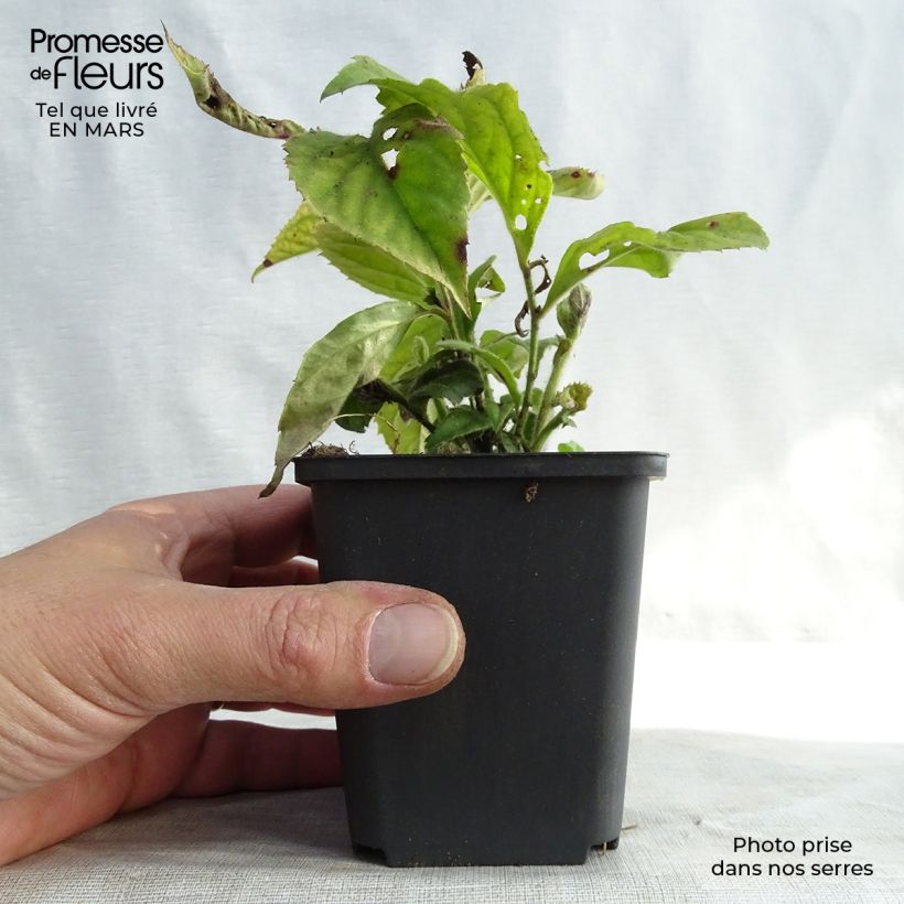 Spécimen de Veronicastrum villosulum Godet de 8/9 cm tel que livré au printemps