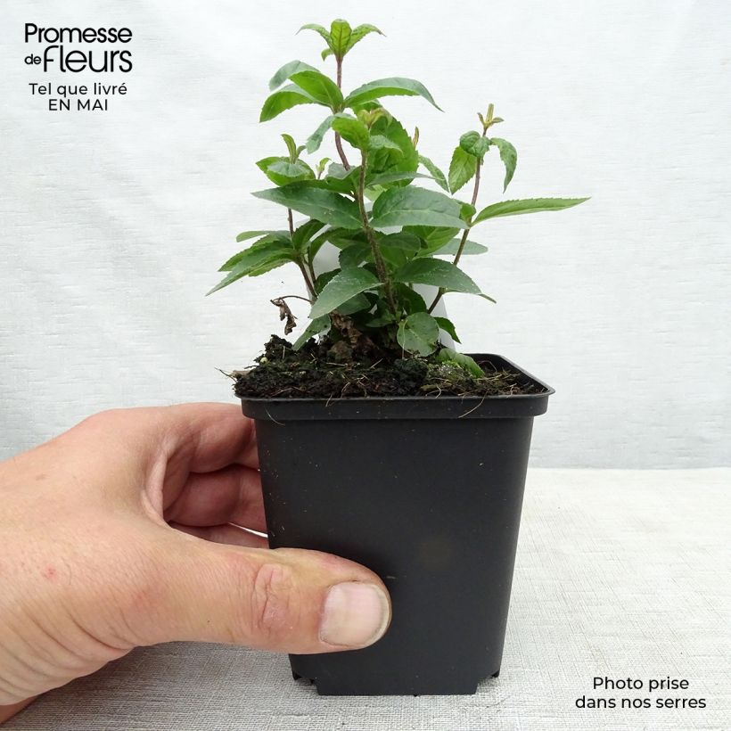 Spécimen de Veronicastrum virginicum Erika - Véronique de Virginie Godet de 8/9 cm tel que livré au printemps