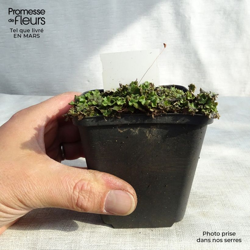 Spécimen de Veronicastrum virginicum Green Tip Godet de 8/9 cm tel que livré au printemps