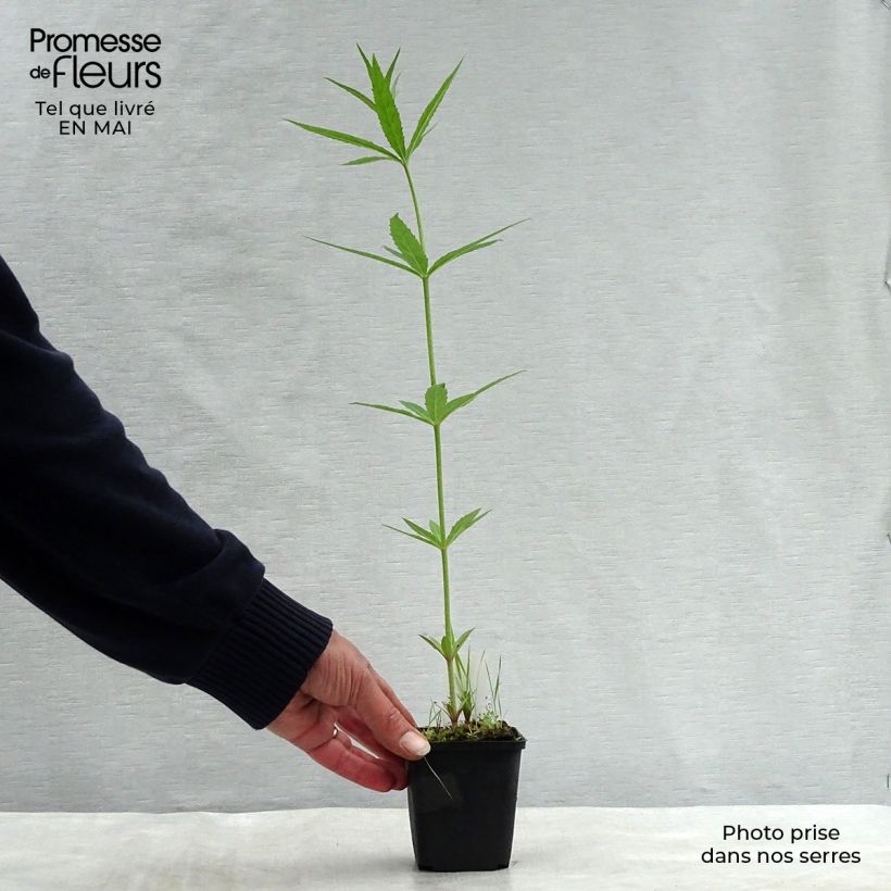 Spécimen de Veronicastrum virginicum Lavendelturm - Véronique de Virgine lavande pâle Godet de 8/9 cm tel que livré au printemps