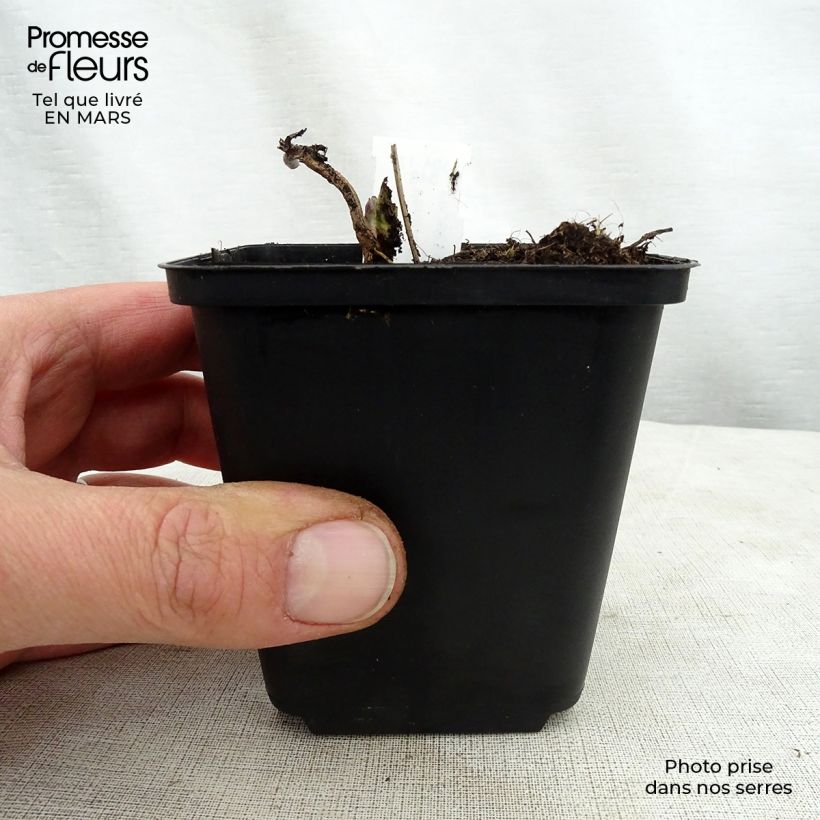 Spécimen de Véronique Apollo - Veronicastrum virginicum Apollo Godet de 8/9 cm tel que livré au printemps