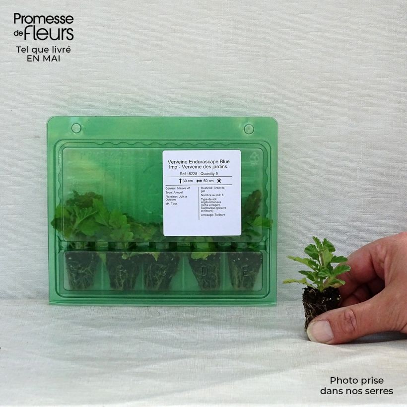Spécimen de Verveine Endurascape Blue Imp - Verveine des jardins. Mini-motte Ø 3/4 cm tel que livré au printemps