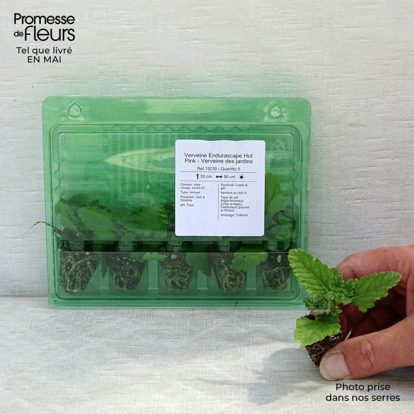 Spécimen de Verveine Endurascape Hot Pink - Verveine des jardins Mini-motte Ø 3/4 cm tel que livré au printemps