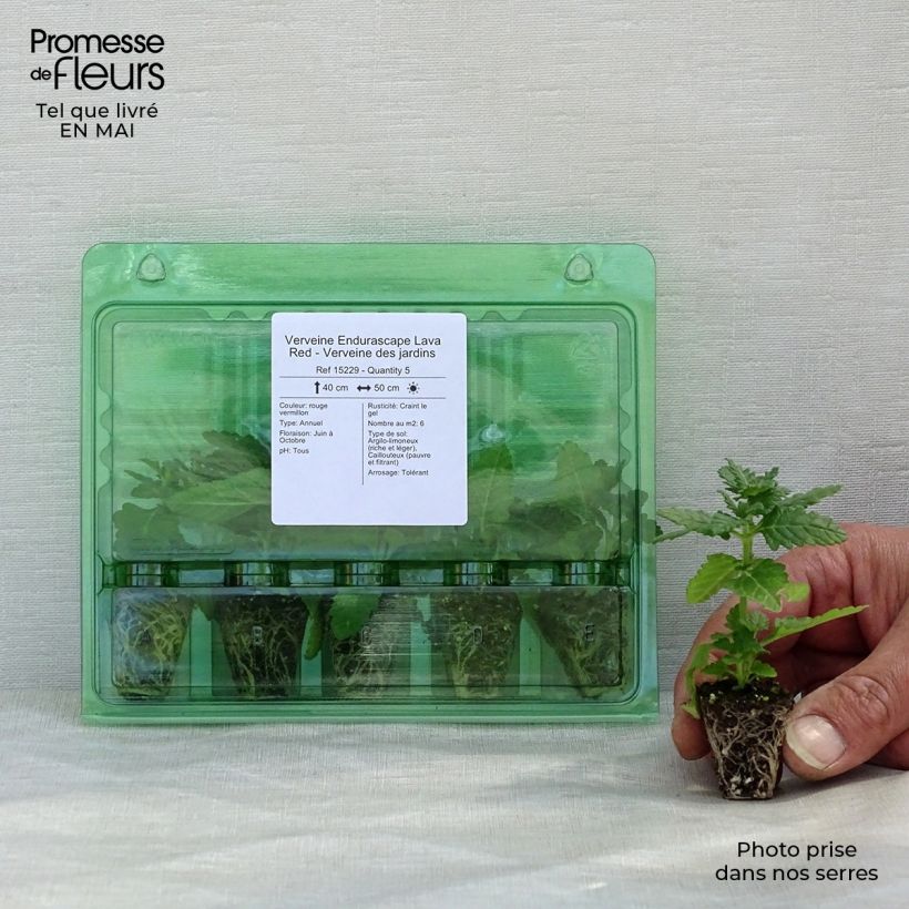 Spécimen de Verveine Endurascape Lava Red - Verveine des jardins Mini-motte Ø 3/4 cm tel que livré au printemps