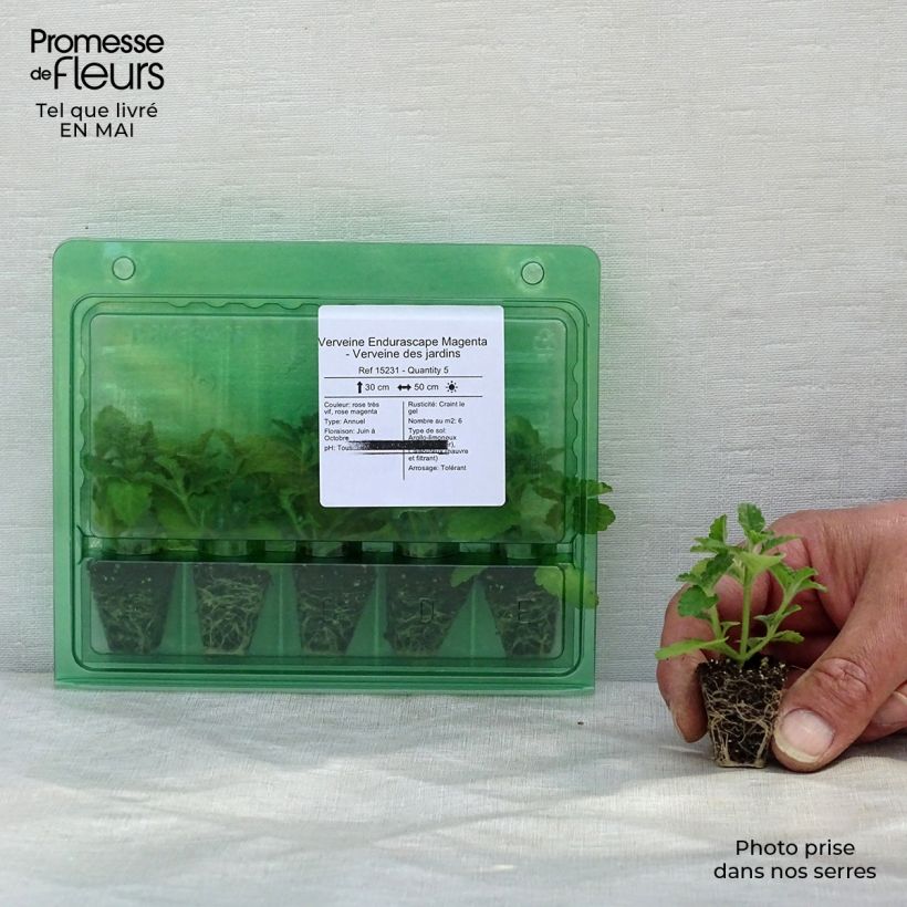 Spécimen de Verveine Endurascape Magenta - Verveine des jardins Mini-motte Ø 3/4 cm tel que livré au printemps