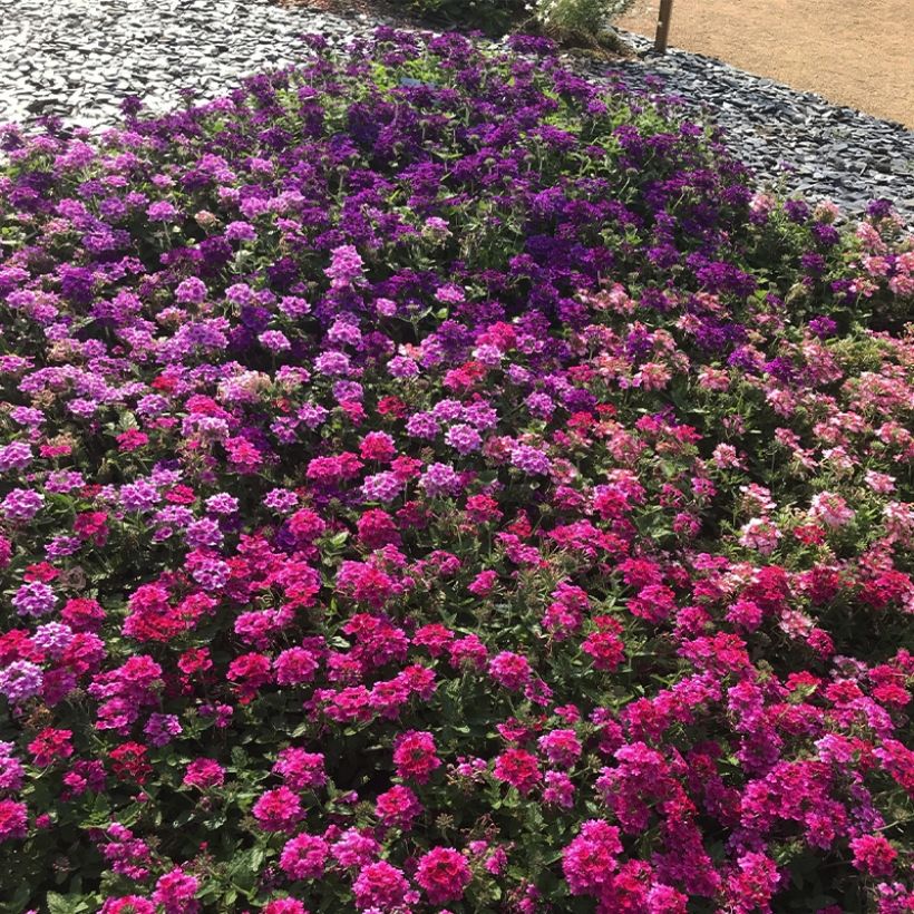 Verveine Endurascape Magenta - Verveine des jardins (Port)