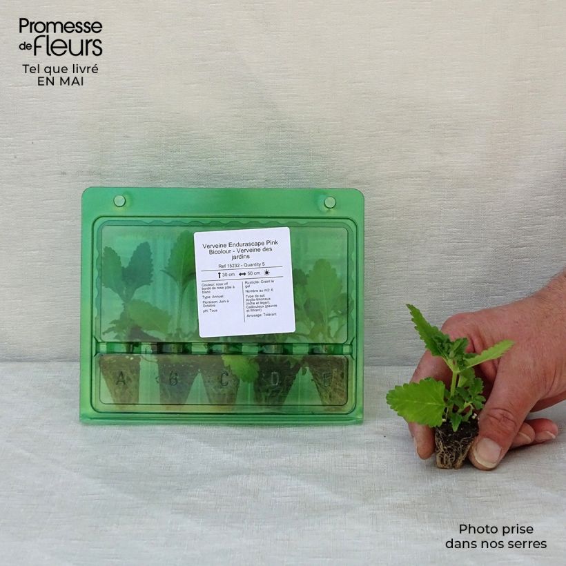 Spécimen de Verveine Endurascape Pink Bicolour - Verveine des jardins Mini-motte Ø 3/4 cm tel que livré au printemps