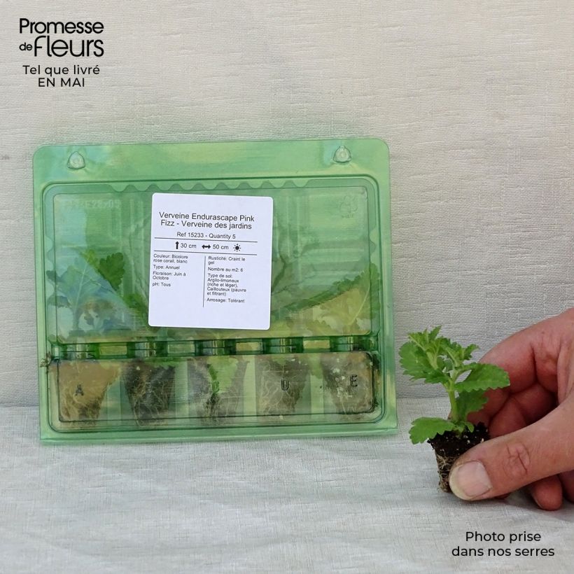 Spécimen de Verveine Endurascape Pink Fizz - Verveine des jardins Mini-motte Ø 3/4 cm tel que livré au printemps