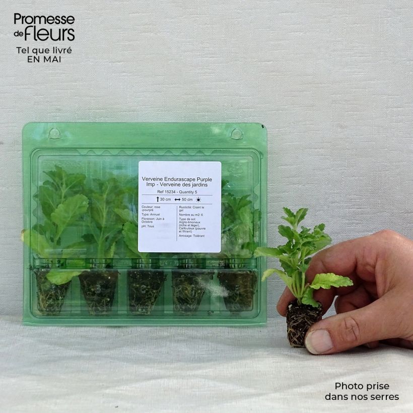 Spécimen de Verveine Endurascape Purple Imp - Verveine des jardins Mini-motte Ø 3/4 cm tel que livré au printemps