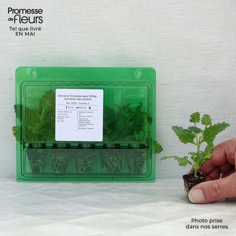 Spécimen de Verveine Endurascape White - Verveine des jardins Mini-motte Ø 3/4 cm tel que livré au printemps
