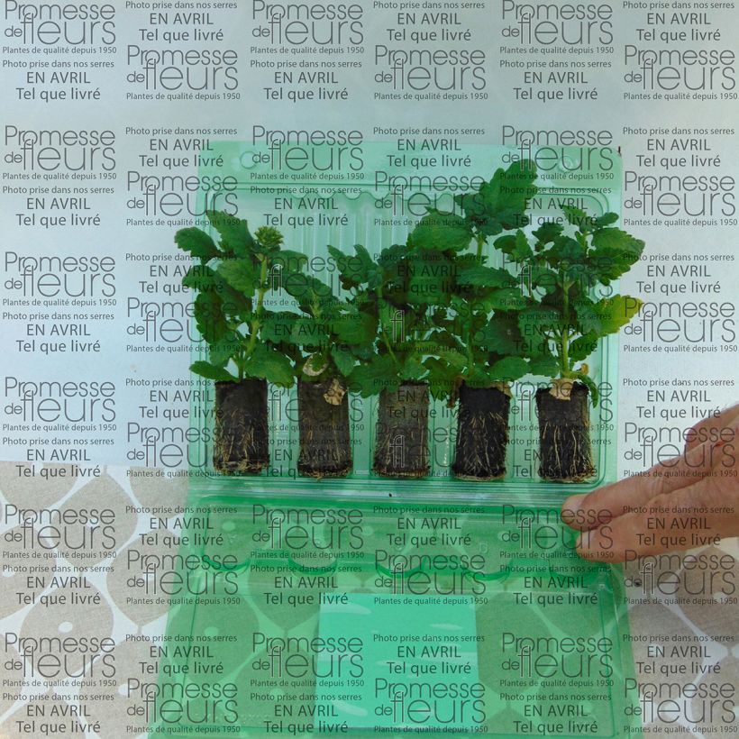 Exemple de spécimen de Verveine Estrella Merlot Star Mini-motte Ø 3/4 cm, Livré en plant vert de 5 à 10 cm de hauteur tel que livré