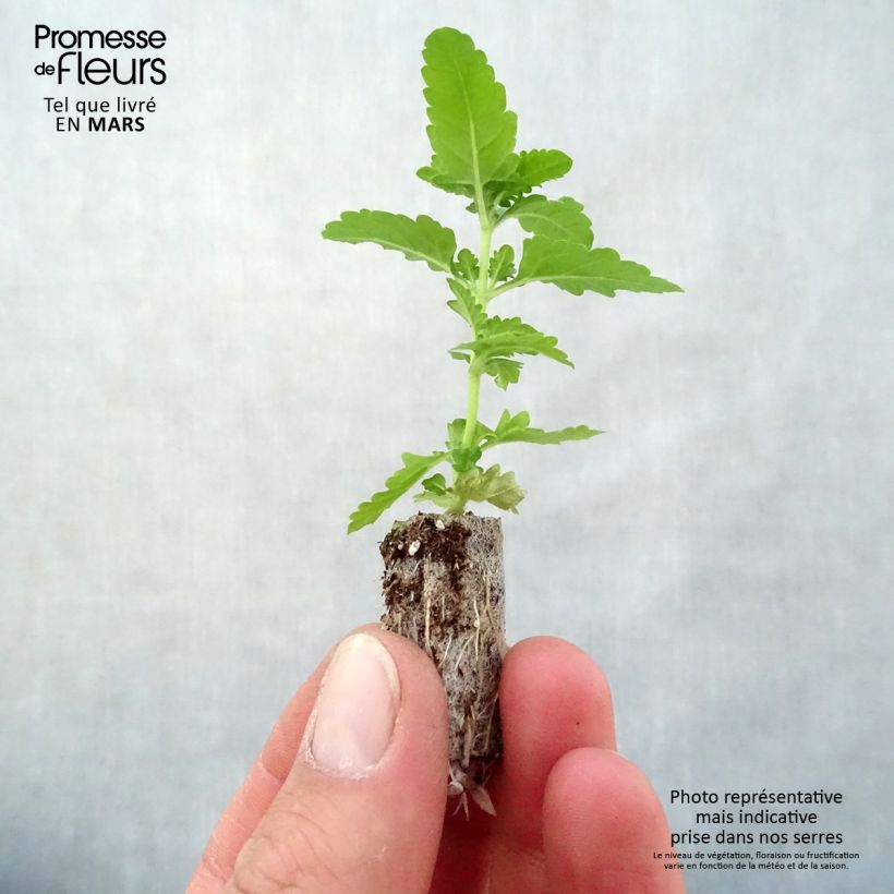 Example of Verveine Estrella Voodoo Red Star Mini-motte Ø 3/4 cm as you get in printemps