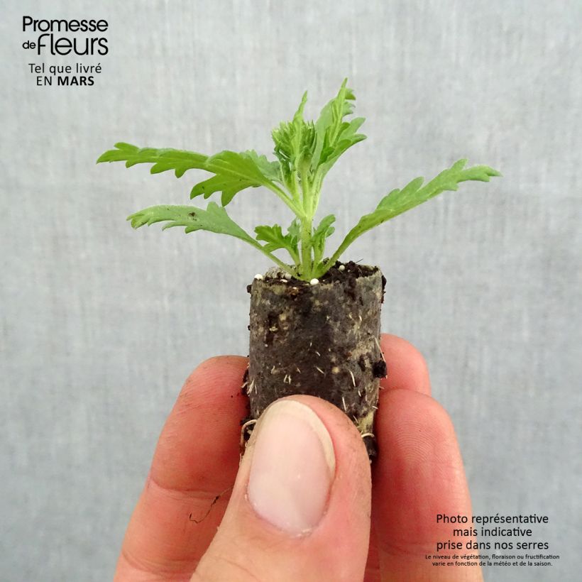 Spécimen de Verveine Lavender White Mini-motte Ø 1,5/2,5 cm, Livré en plant vert de 5 à 10 cm de hauteur tel que livré au printemps