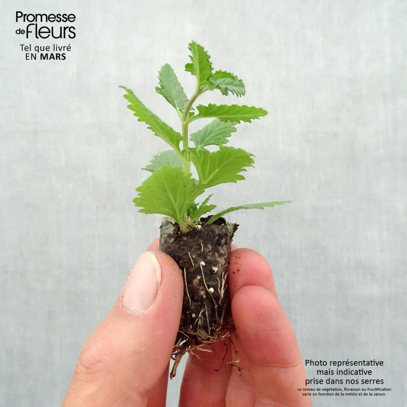 Spécimen de Verveine Superbena Coral Star Mini-motte Ø 1,5/2,5 cm, Livré en plant vert de 5 à 10 cm de hauteur tel que livré au printemps