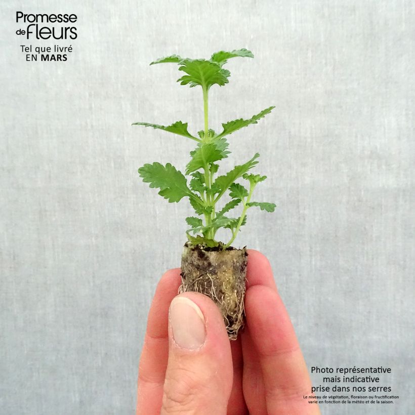 Spécimen de Verveine Superbena Royale Peachy Keen Mini-motte Ø 1,5/2,5 cm, Livré en plant vert de 5 à 10 cm de hauteur tel que livré au printemps