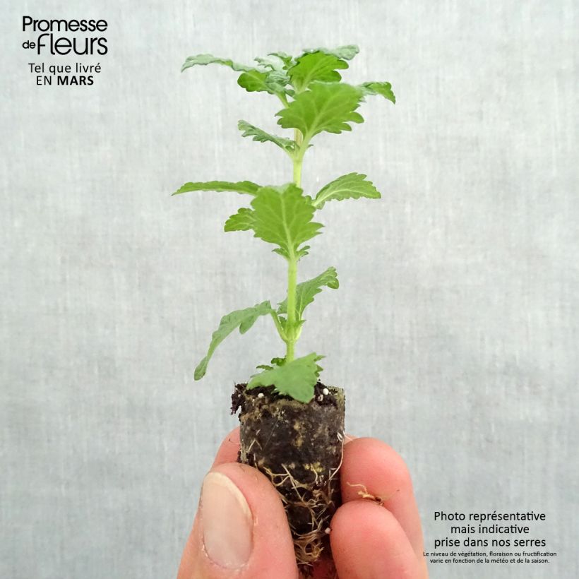 Spécimen de Verveine Superbena Royale Red Mini-motte Ø 1,5/2,5 cm, Livré en plant vert de 5 à 10 cm de hauteur tel que livré au printemps