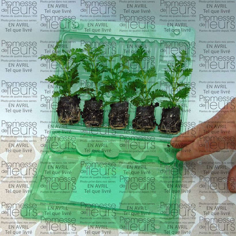 Exemple de spécimen de Verveine Estrella Pink Ballet Mini-motte Ø 3/4 cm, Livré en plant vert de 5 à 10 cm de hauteur tel que livré