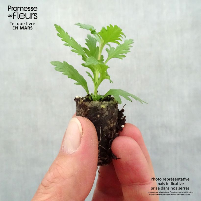 Spécimen de Verveine Vepita Pearl Blue Mini-motte Ø 1,5/2,5 cm, Livré en plant vert de 5 à 10 cm de hauteur tel que livré au printemps