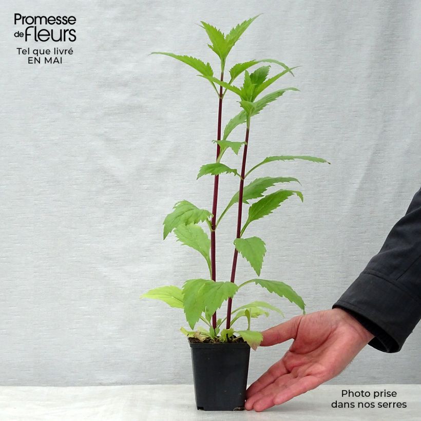 Spécimen de Verveine - Verbena hastata Rosea Godet de 8/9 cm tel que livré au printemps